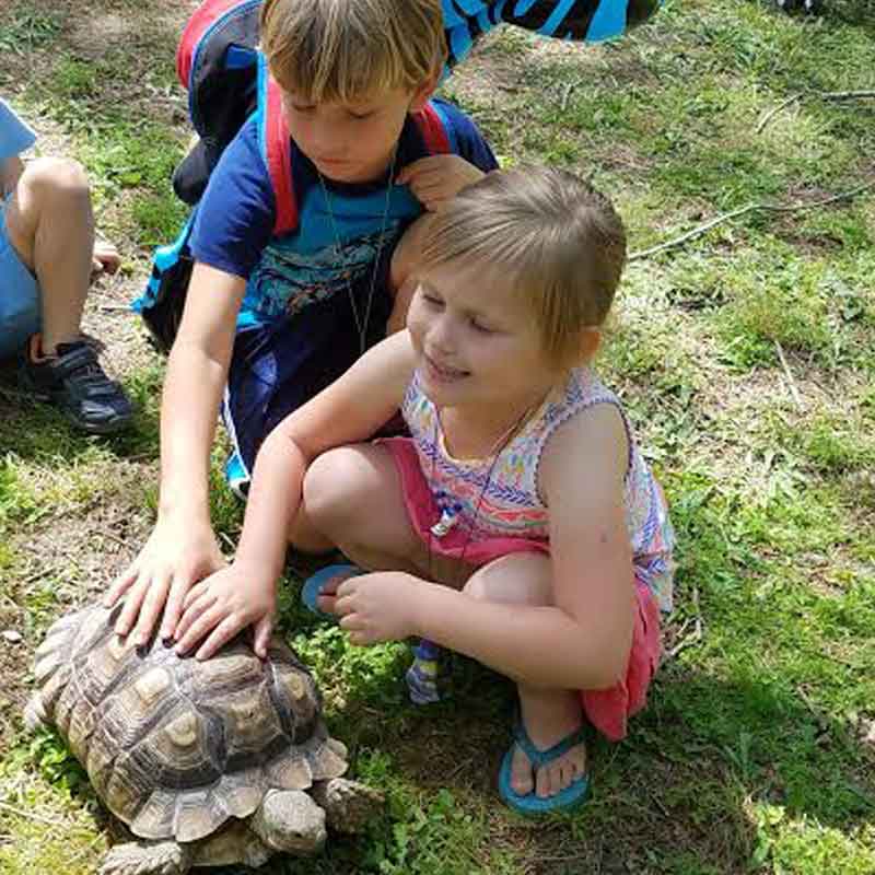 photo gallery image of Petting a Tortoise